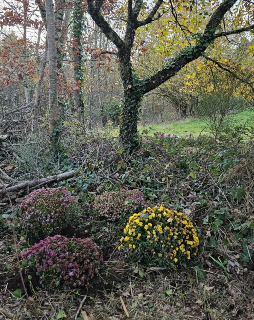 article fleurs cimetière