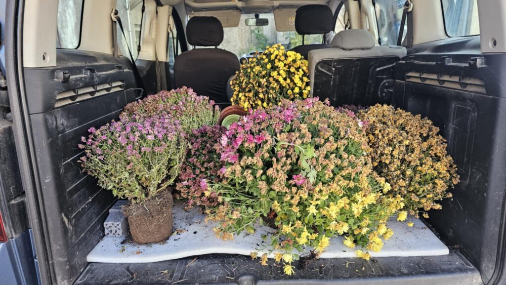 article fleurs cimetière