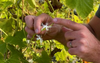 De la Graine à l&rsquo;Assiette : Immersion à la Ferme de Sainte Marthe