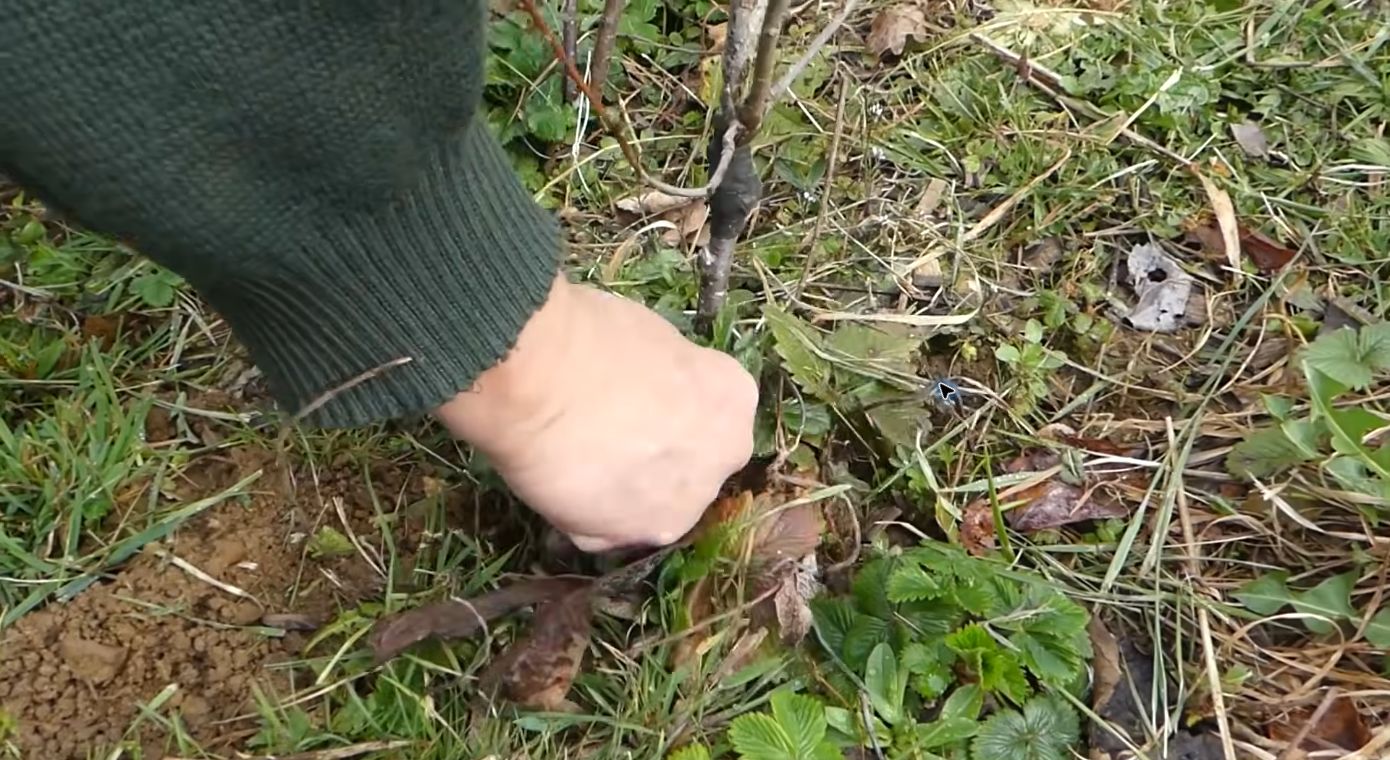 Au jardin, l’animateur examine un arbre greffé lors d’un atelier précédent.