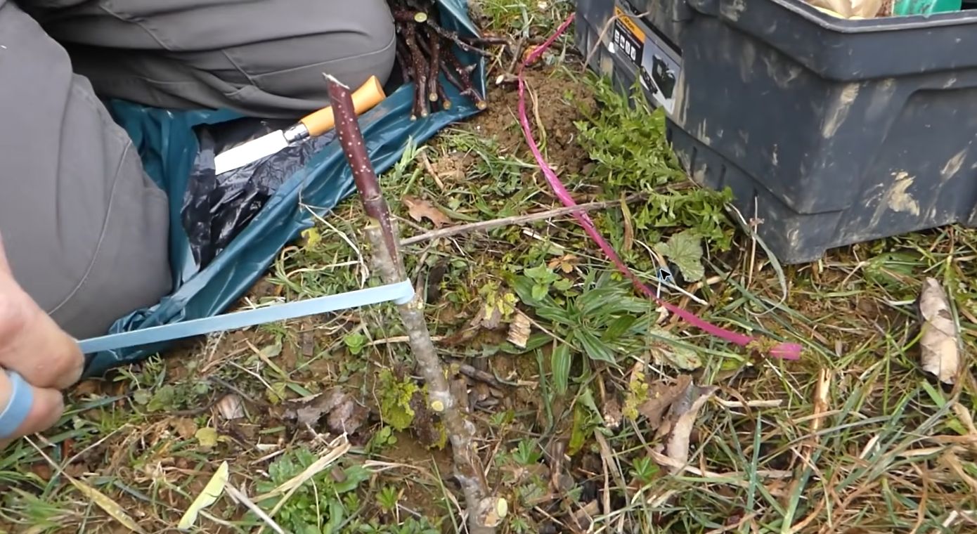 La ligature est posée pendant la démonstration de greffe en fente.