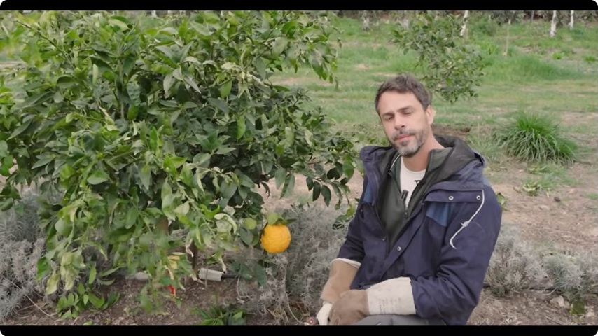 L’observation se poursuit devant un agrume cultivé à l’extérieur.