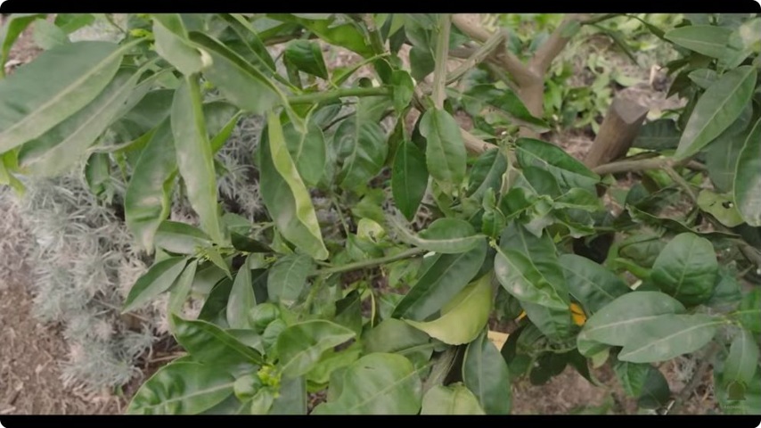 Le détail des branches et du feuillage rend visibles les choix de structure.
