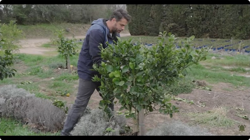 Mathieu montre comment il intervient progressivement sur un jeune arbre.