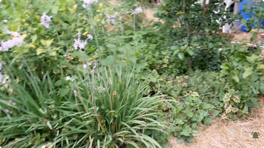 Les plantations basses se côtoient dans les espaces du jardin.