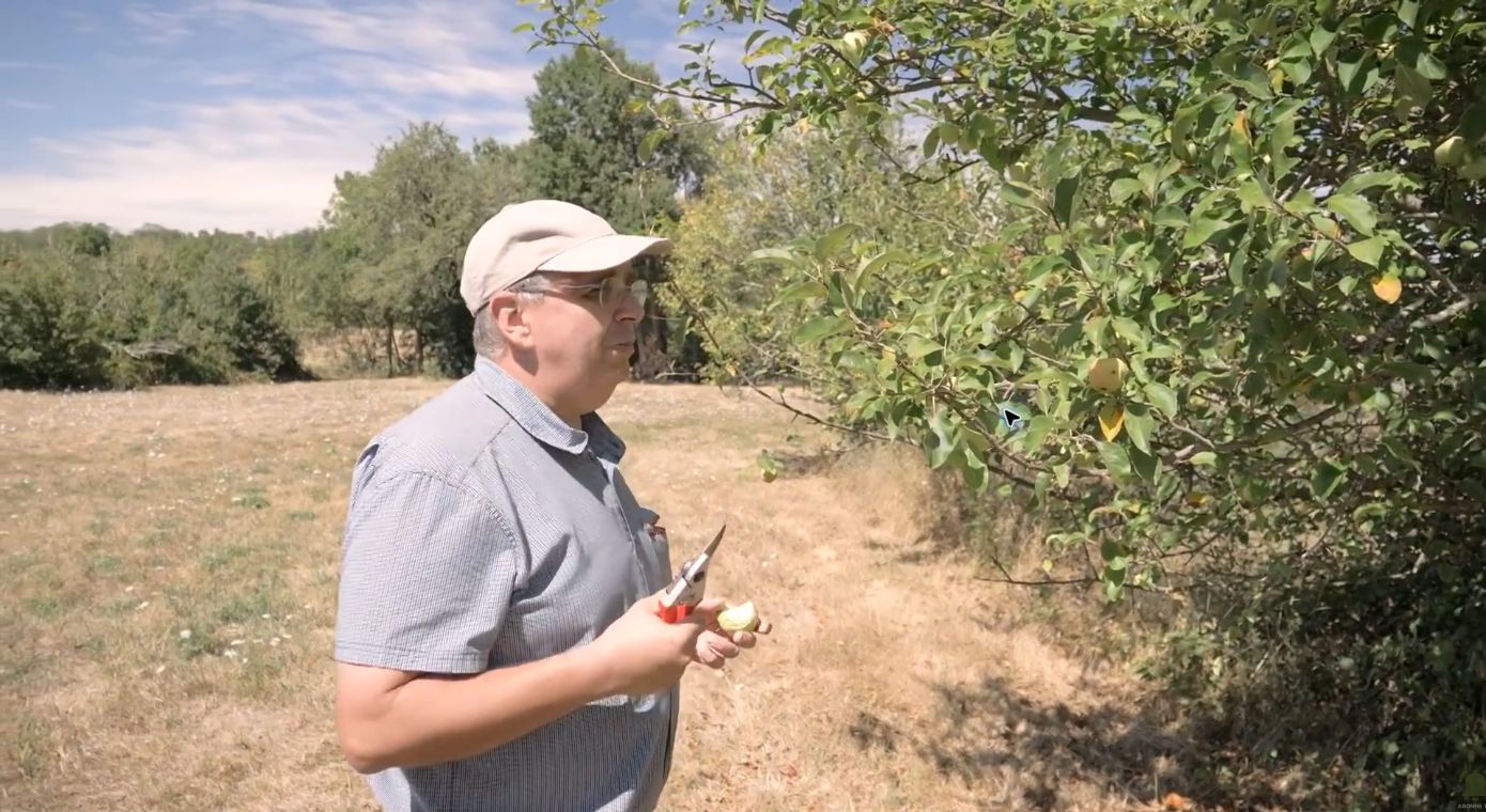Stéphane observe le pommier avant le prélèvement.