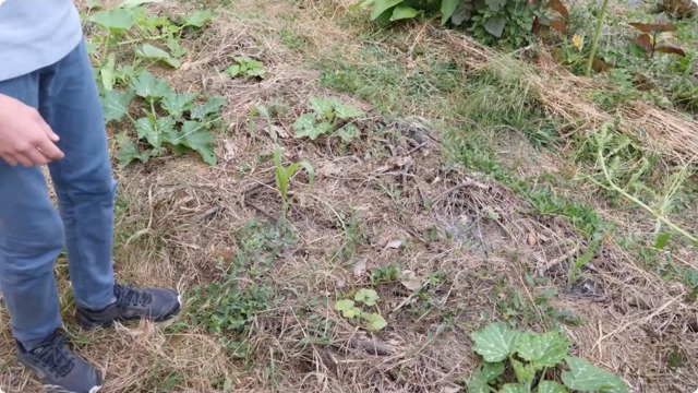 Les cultures et le paillage sont observés pendant la promenade.