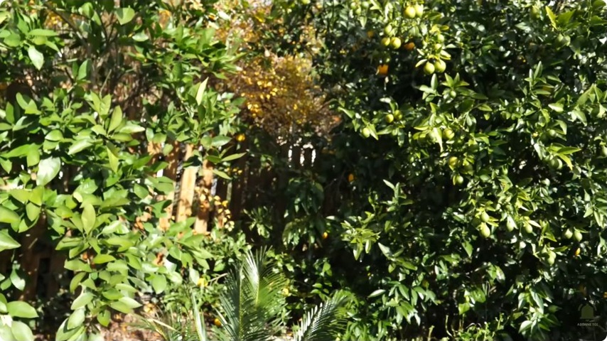 Le jardin rassemble différents agrumes plantés en pleine terre.