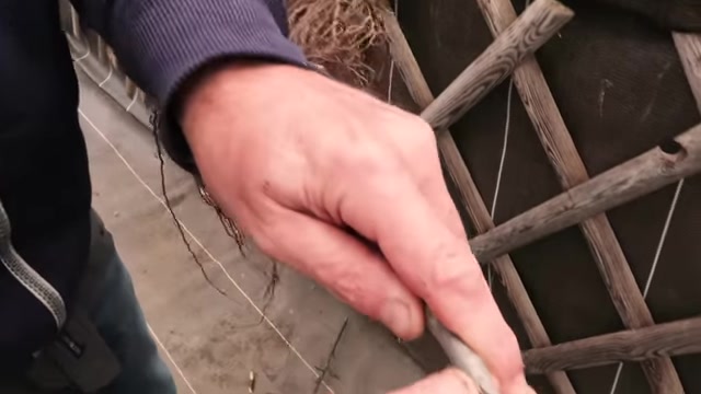 Un détail du travail manuel pendant la greffe sur table.
