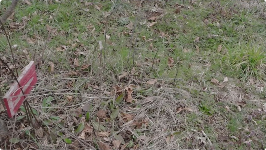 Le couvert au pied des plantations fait partie des observations du reportage.