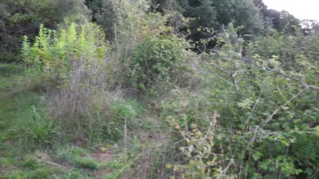 La végétation protectrice s’est développée sur les zones initialement ouvertes.