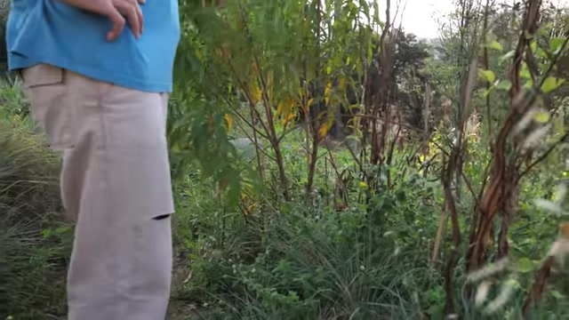 Éric présente une plantation et son environnement proche.