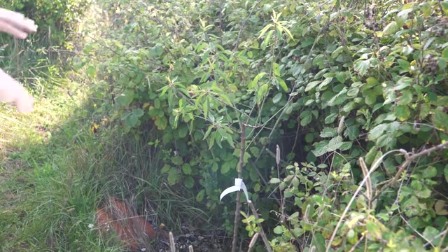 Le passage entre les arbres donne à voir la densité de la végétation.