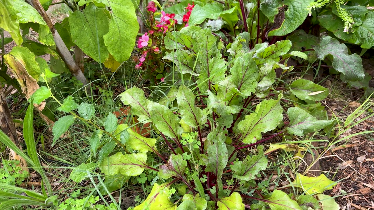 Un détail des cultures du potager