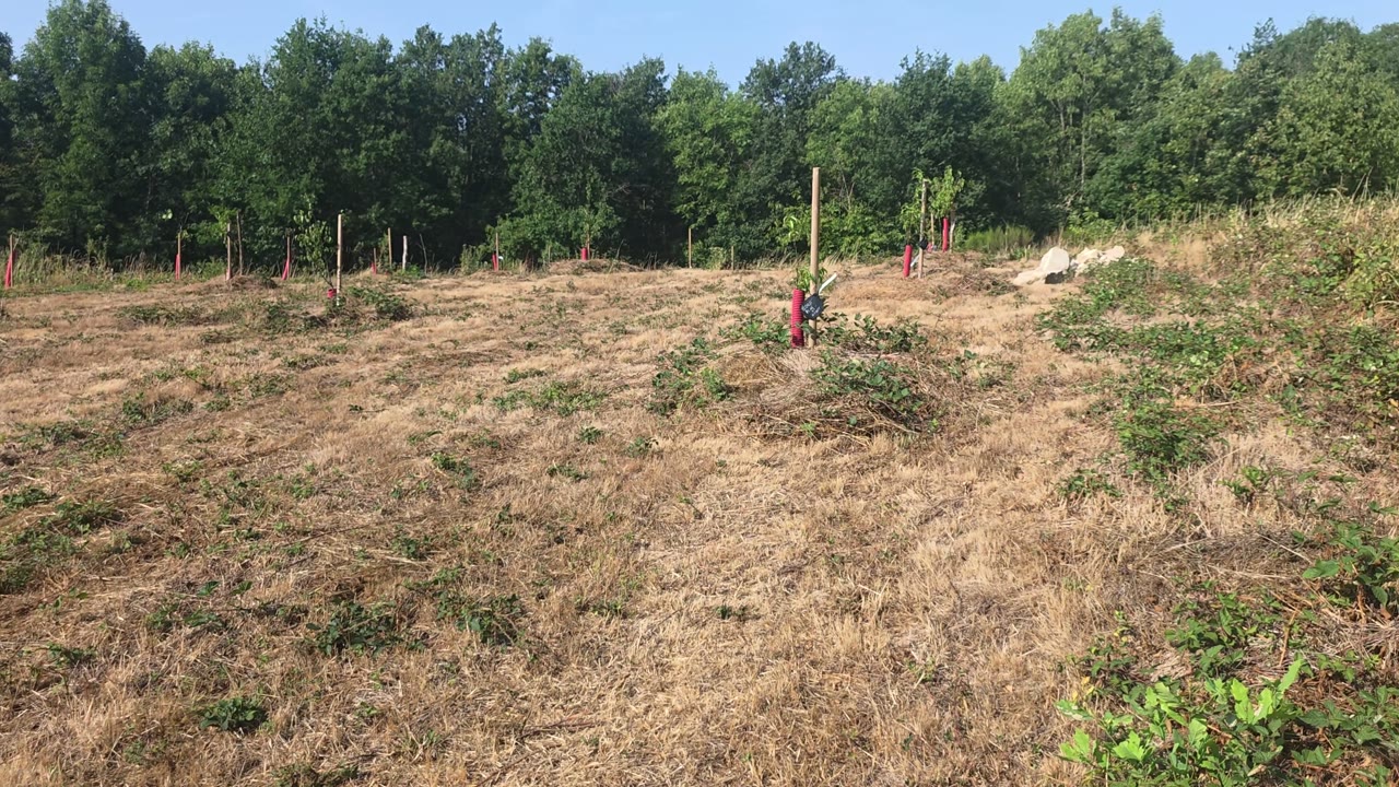Les jeunes plantations sur le terrain pendant la canicule