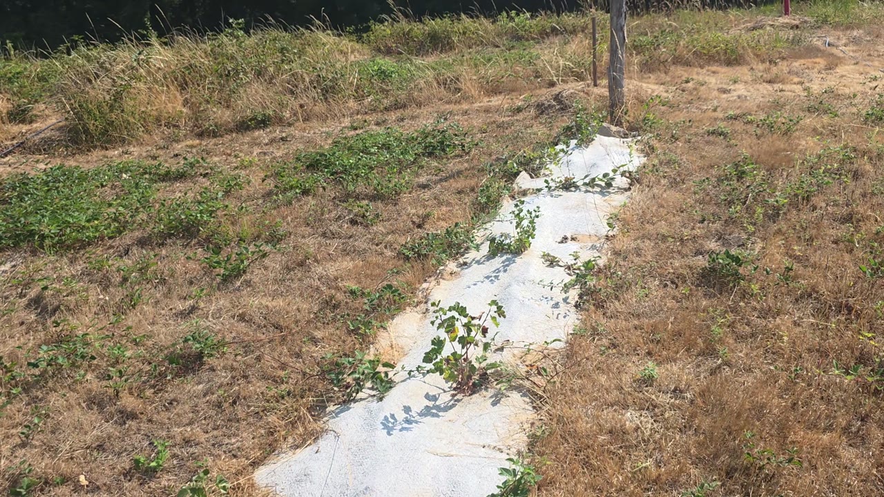 Le paillage autour des plantations