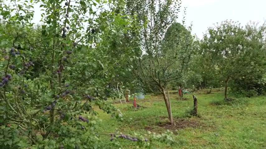 Le parcours arboré occupe une place centrale dans l’association présentée.