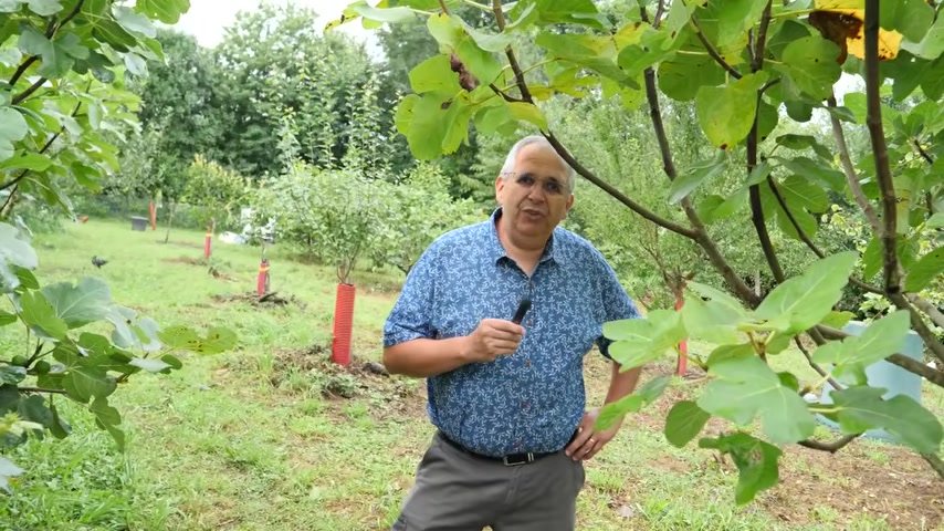Stéphane présente les fruitiers et leur évolution dans le verger.