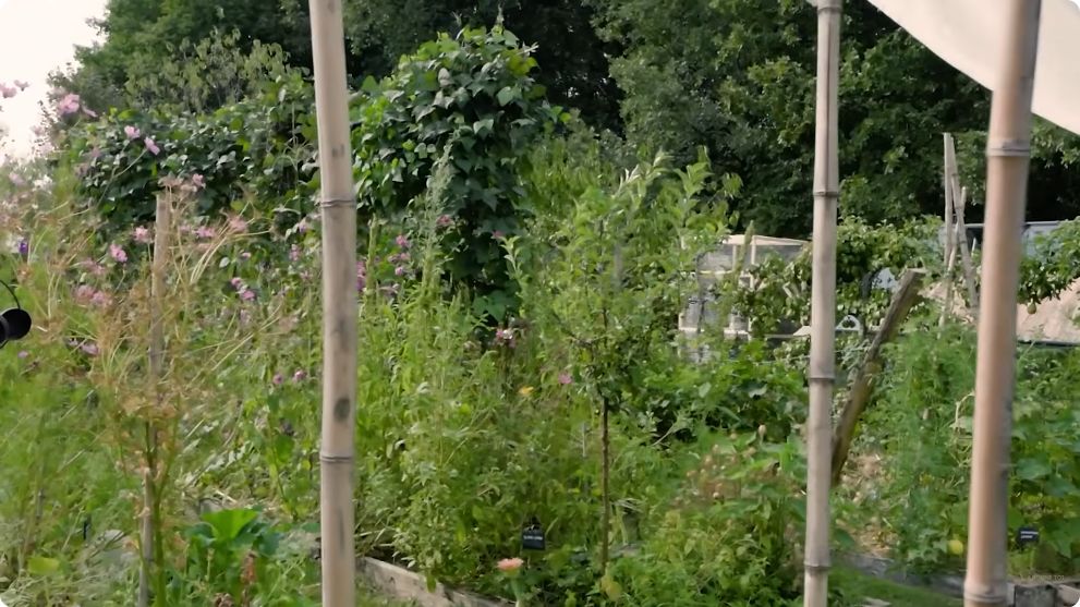 Vue des cultures et des arbres dans le petit potager