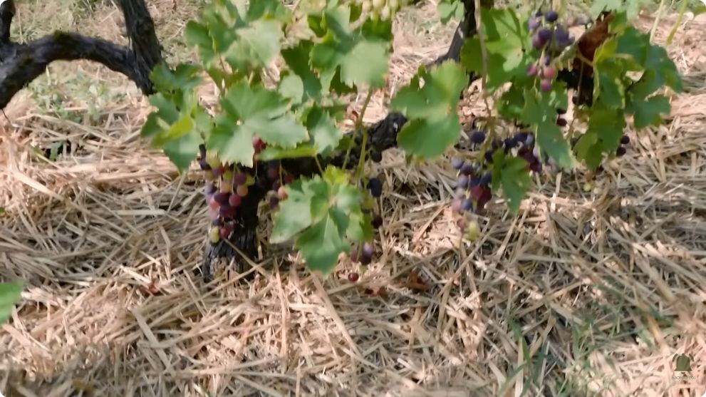 Paillage au pied de la vigne dans le jardin d’Aurélie
