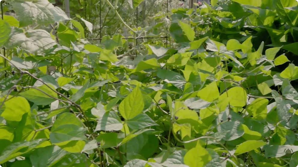 Feuillage des haricots cultivés dans le potager