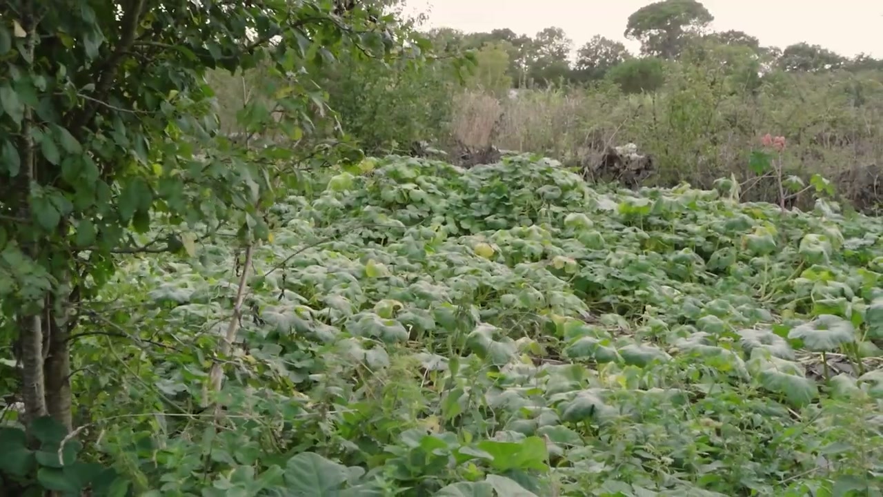 Les plantations occupent différentes strates dans le jardin.