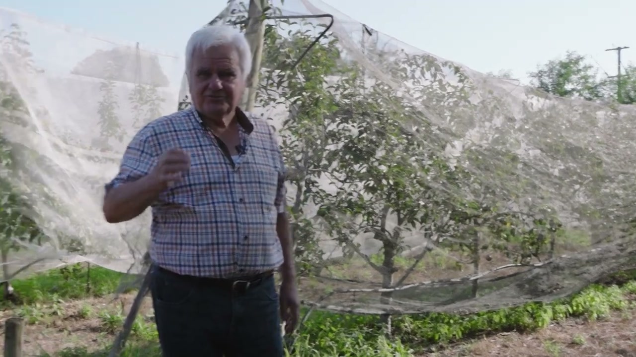 La visite se poursuit près des pommiers protégés par des filets.
