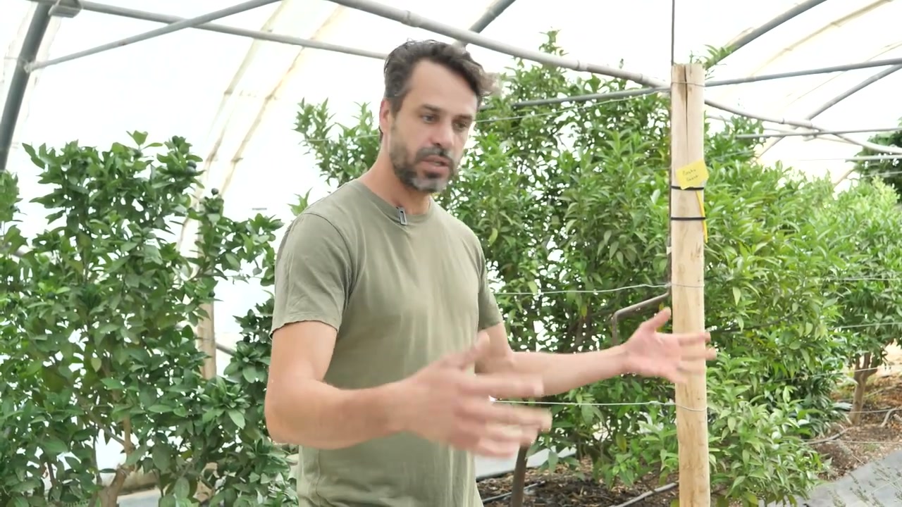 Mathieu présente les agrumes cultivés à la pépinière.
