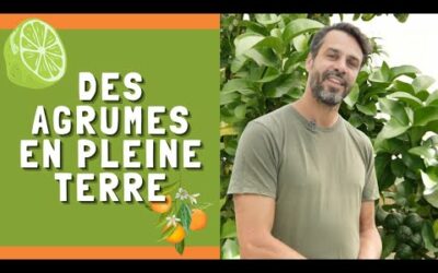 Aux pépinières Vessières, Mathieu relie le choix des agrumes au froid et à l’eau