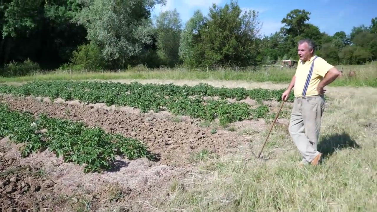 Dominique présente la parcelle de pommes de terre.