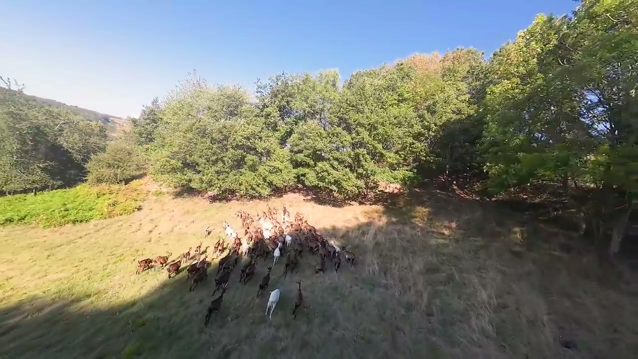 Le troupeau en déplacement sur une prairie.