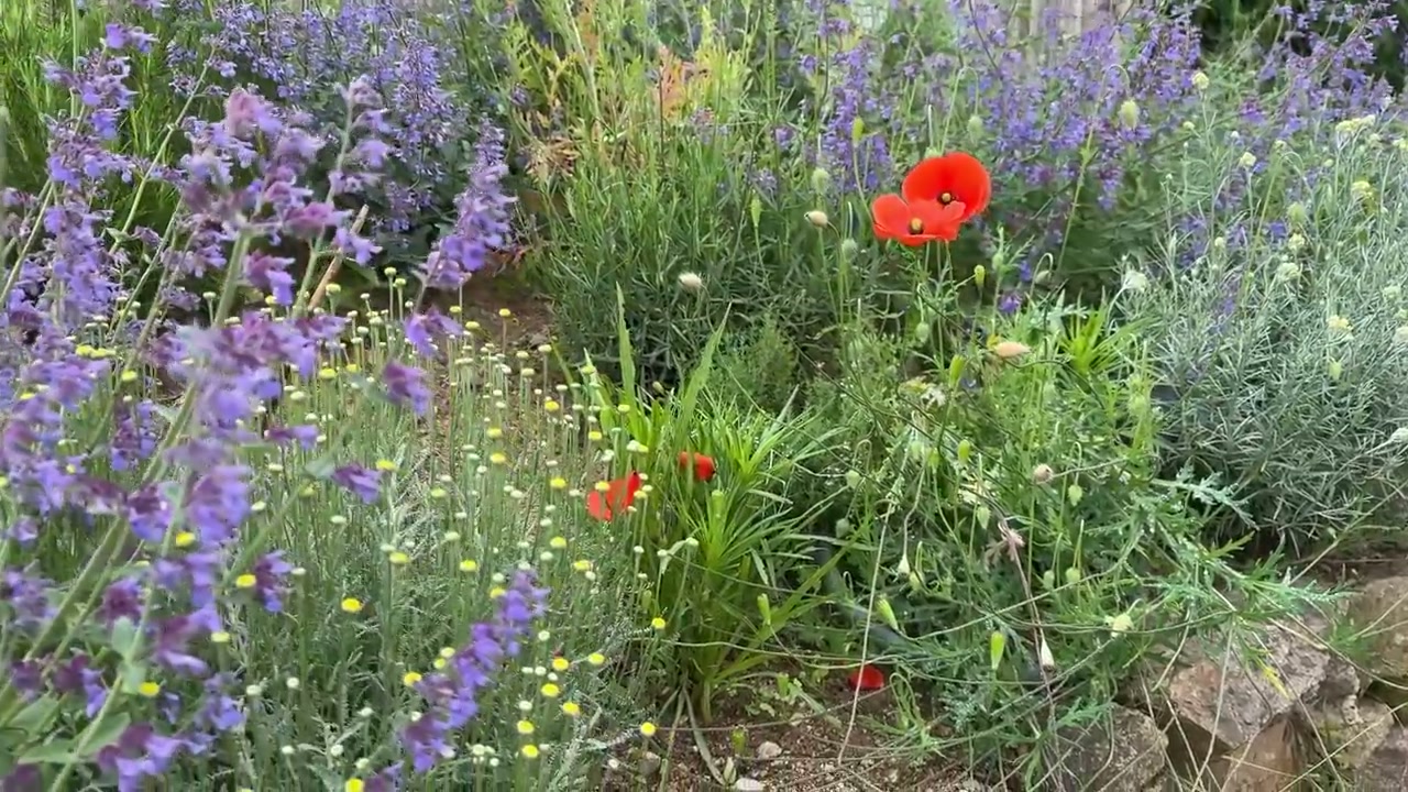 Des plantes en fleurs sur le terrain de Marie.