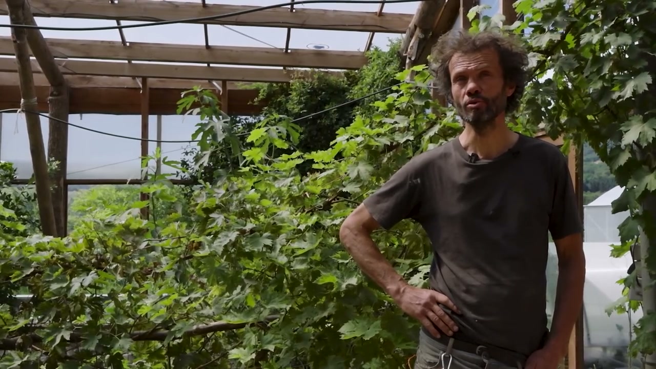Jean-Philippe présente un espace cultivé sous serre.