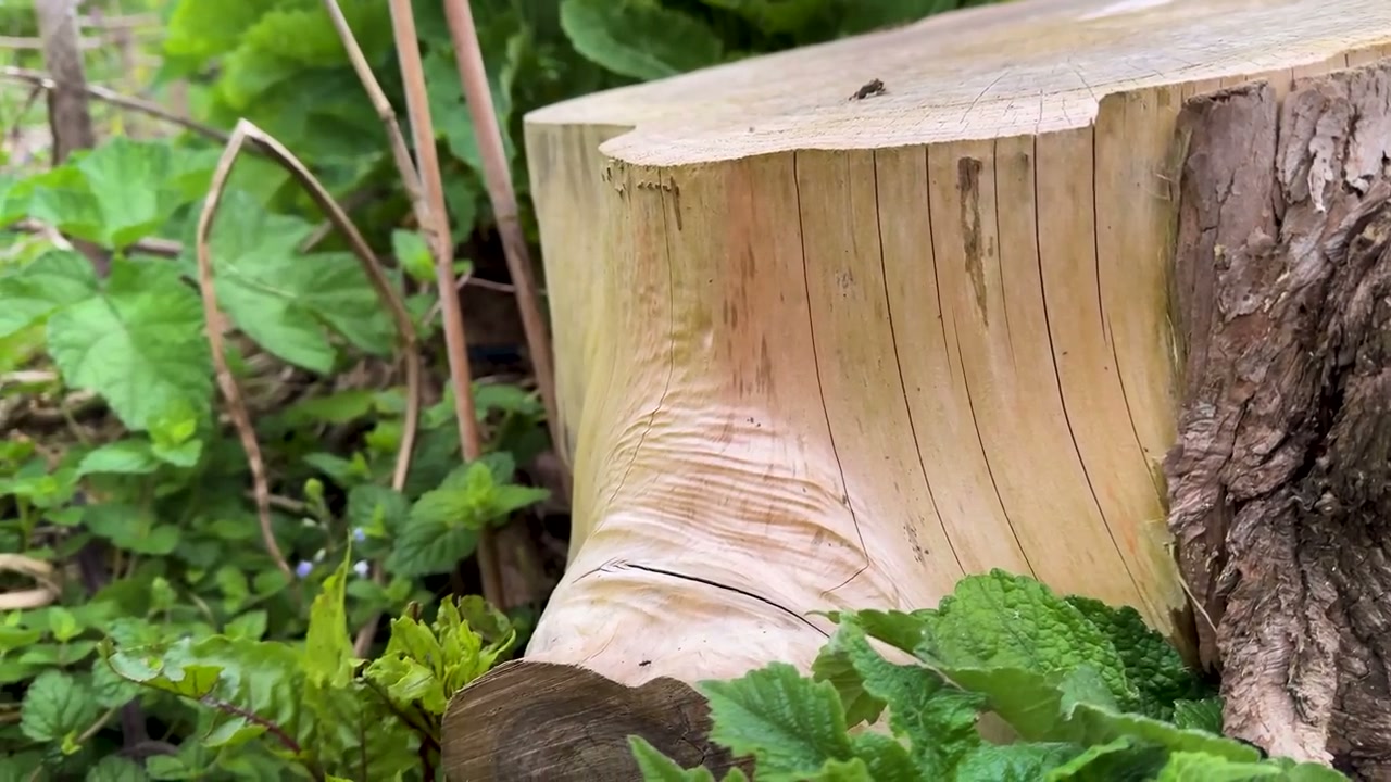 Une pièce de bois de récupération sur le terrain.