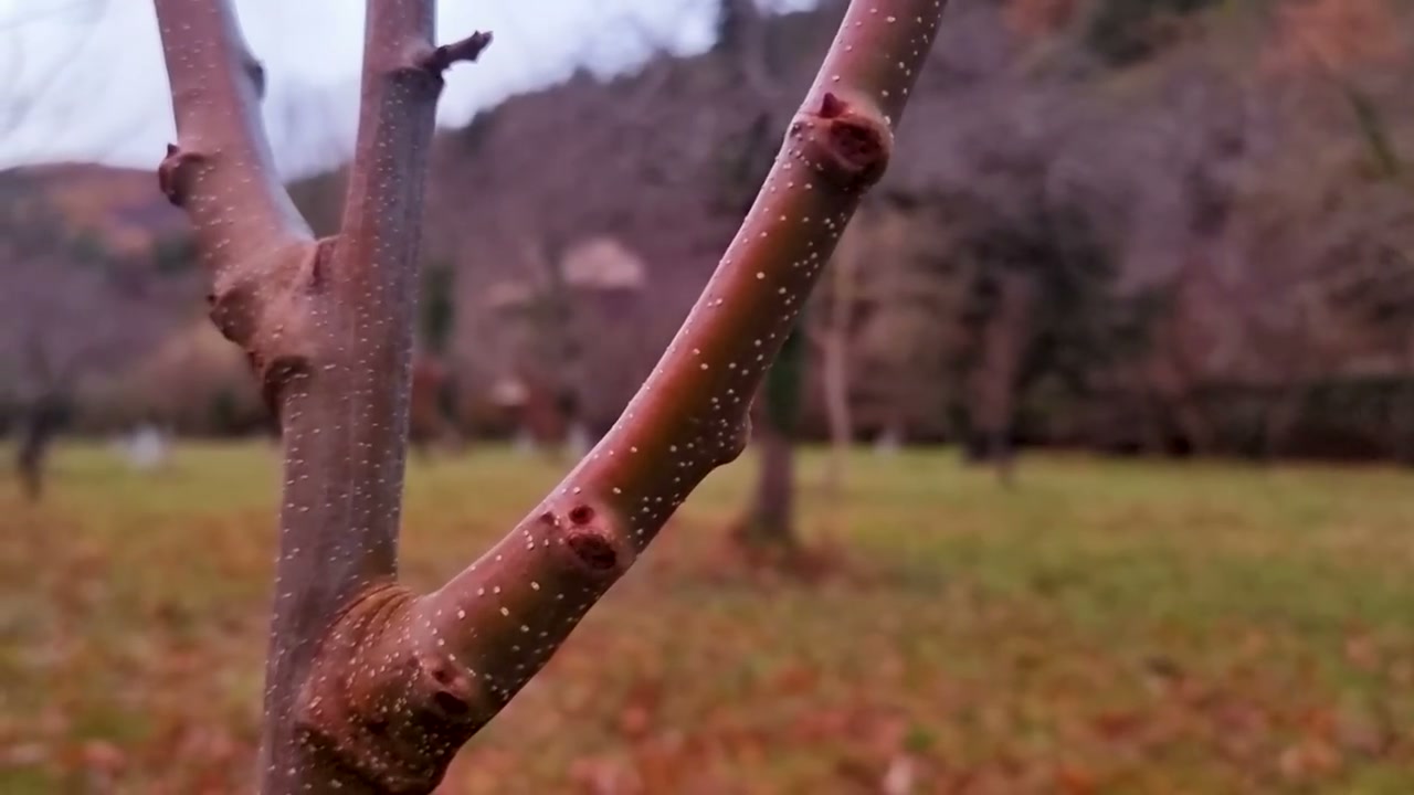 Un gros plan sur l’écorce d’un arbre.