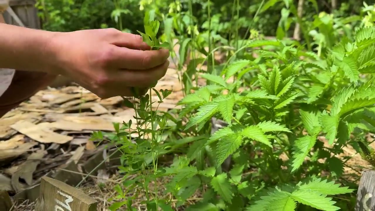 Une séquence de découverte des plantes de Guédelon.