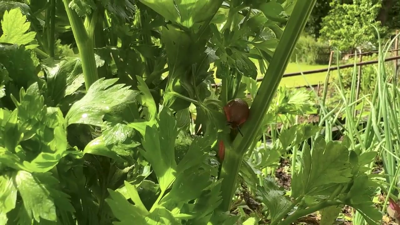 Détail de cultures dans le potager de Karine.
