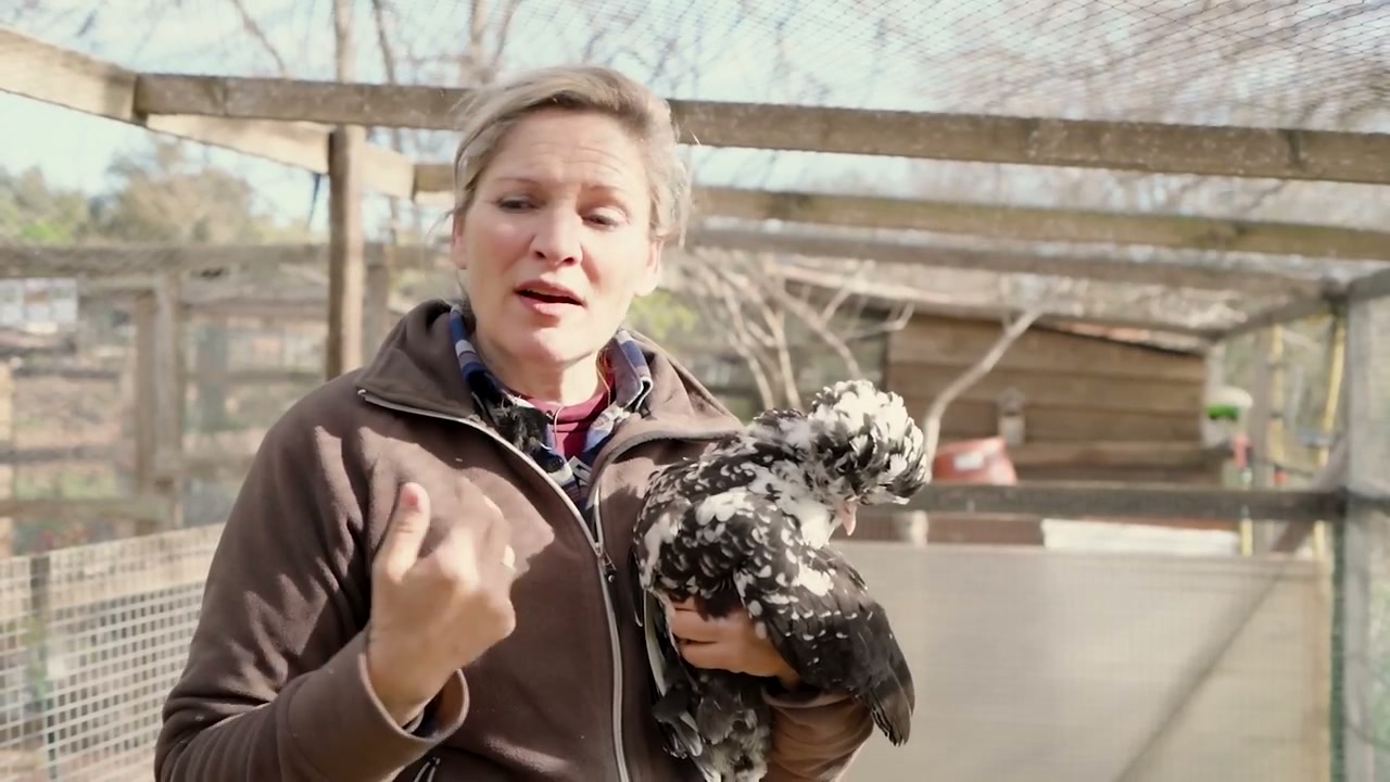 Caroline présente une poule au cours de la visite.
