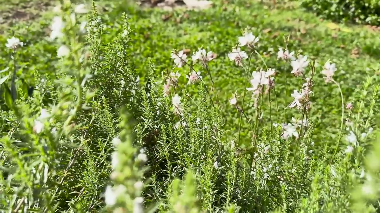 Détail des plantes dans un bac près de la maison.