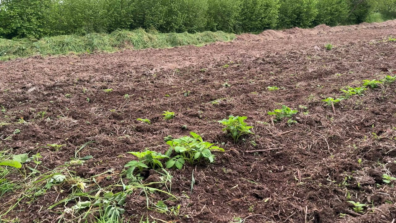 Une parcelle cultivée du terrain de Samuel Lewis