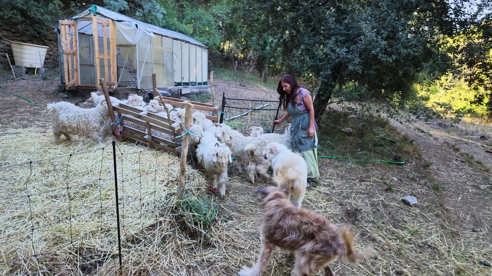 Alisabel auprès de ses chèvres angoras dans leur parc.