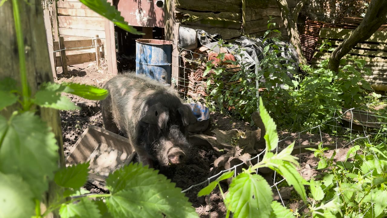 Un porc de la ferme