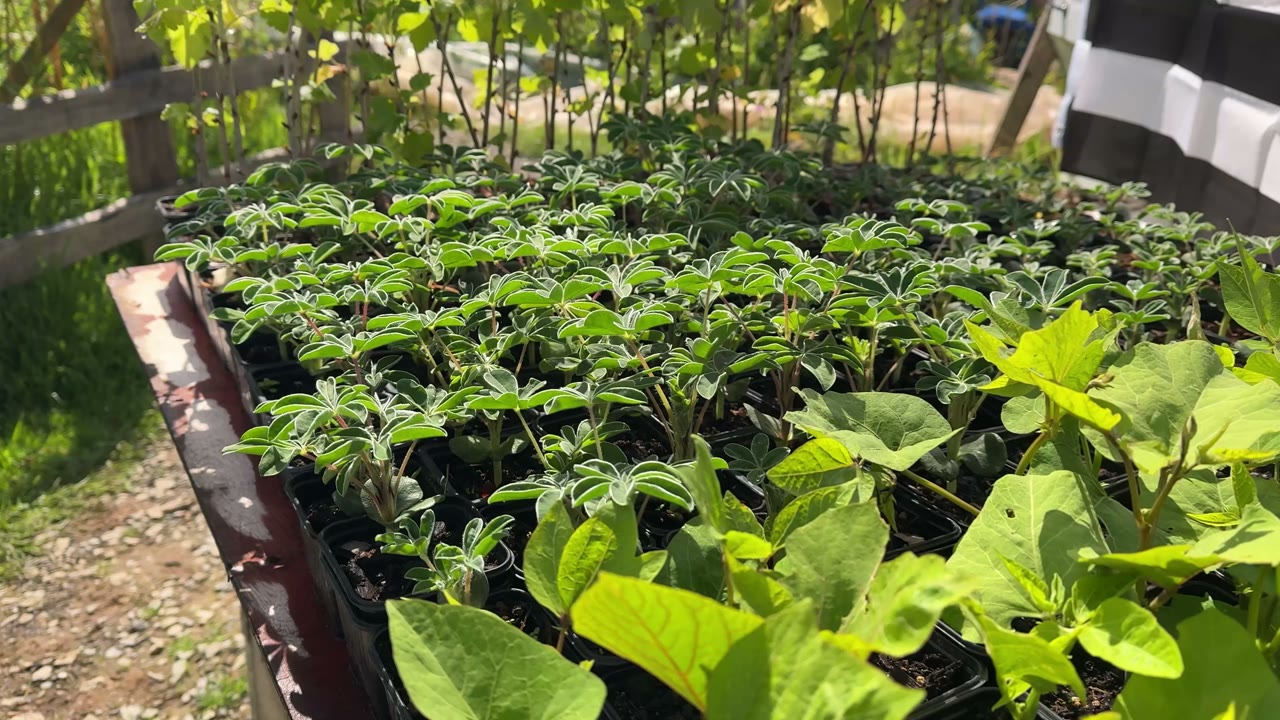 De jeunes plants dans le jardin de Solo Frey