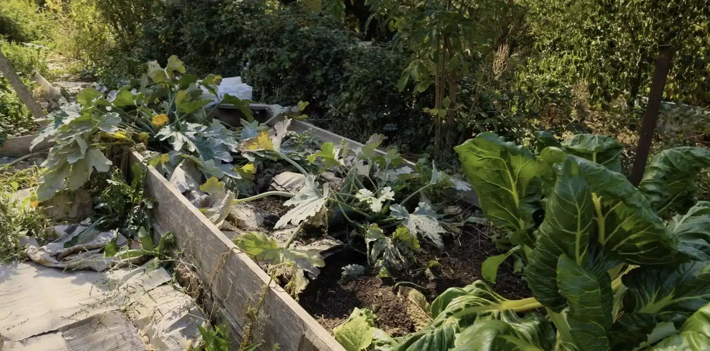 Les bacs surélevés et paillés du potager d’Andrée