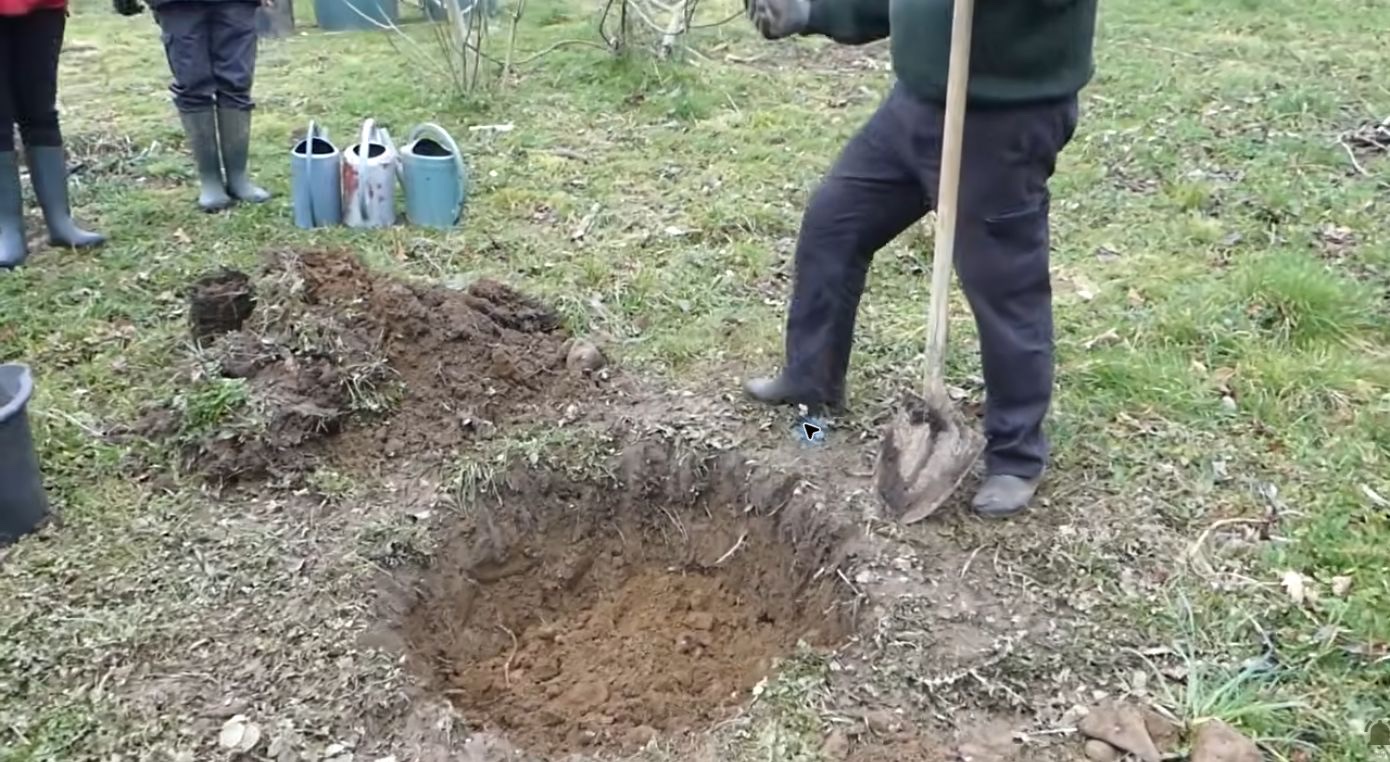 Le trou de plantation et les terres sorties pendant la démonstration de Stéphane.