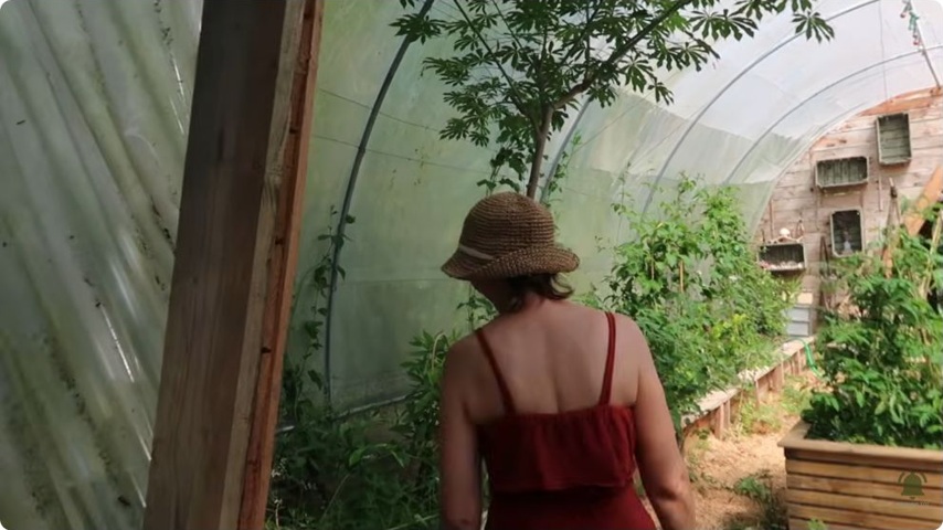 La serre accueille des plantations et des bacs de culture.